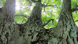 Trees of Bucharest - August 2021