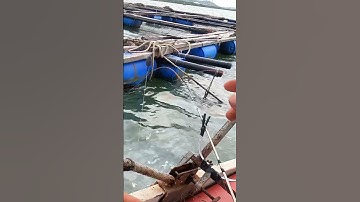 Đi Câu Gặp Nhiều Loại Cá Trong Một Ngày- Tập 10| Câu Cá Biển Vũng Tàu ✅ #seafishing #fishing #shorts