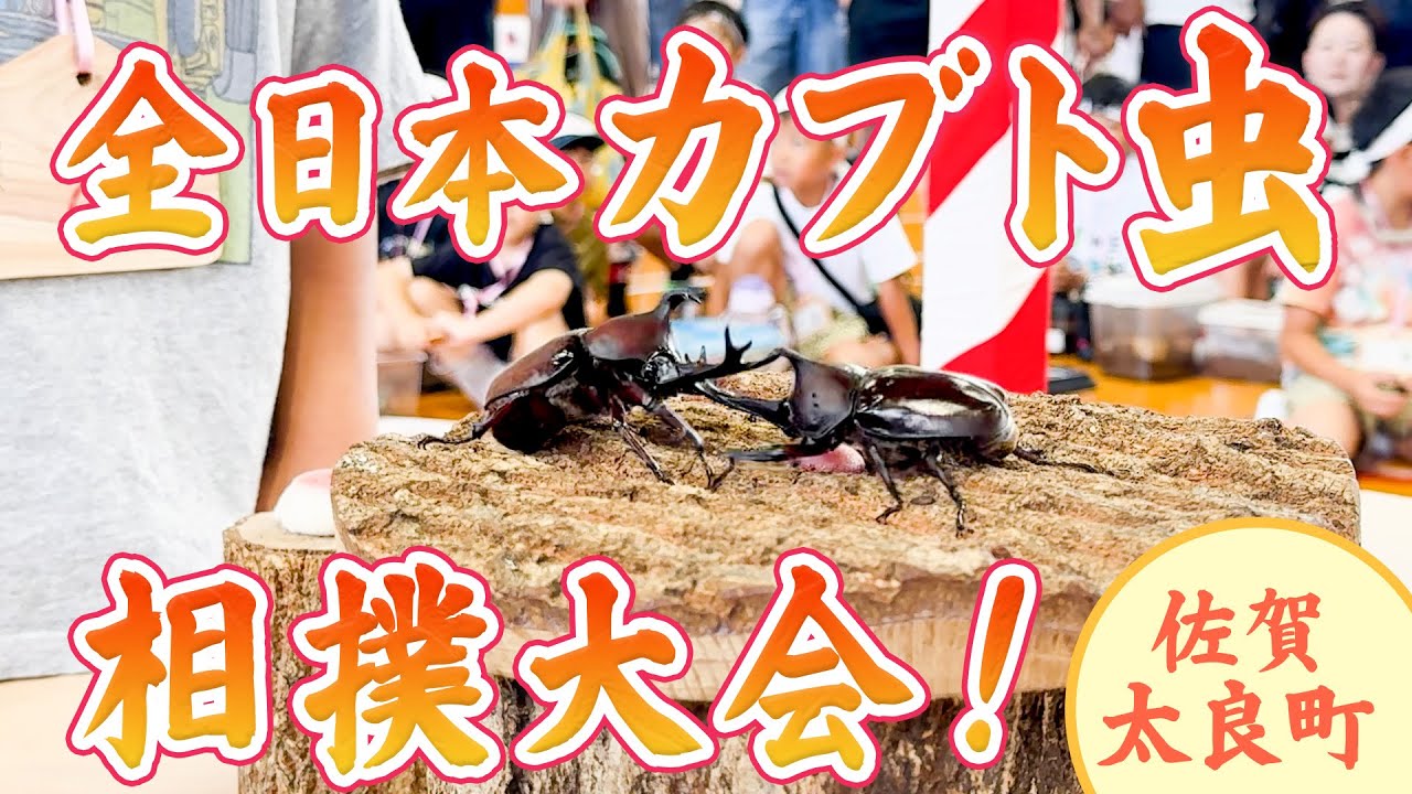【全日本カブト虫相撲】優勝賞品はヘラクレス！子どもたちの熱き夏バトル＠佐賀県太良町