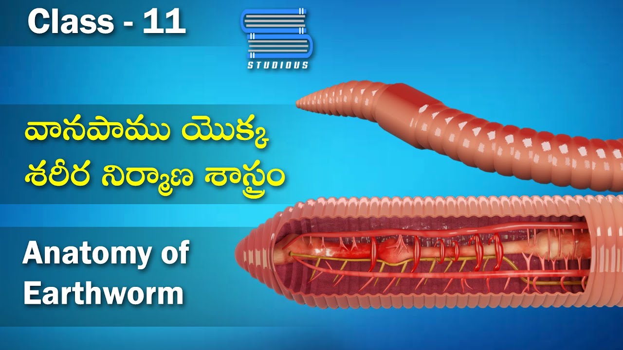 వానపాము శరీర నిర్మాణ – Earthworm Anatomy | Biology 11 Telugu | Class 11 ...