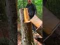 falling tree chainsaw skill EP 295 #wood #treecutting #chainsaw #skills #shorts #fall #forest #how