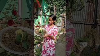 squash ke plant ka kya huya🤔#shorts#squash#gardening#gardening tips#viral