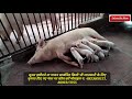 सूअर पालन क्यों है अन्य व्यवसाय से बेहतर Why Piggery is Better Than Other Businesses Mp3 Song