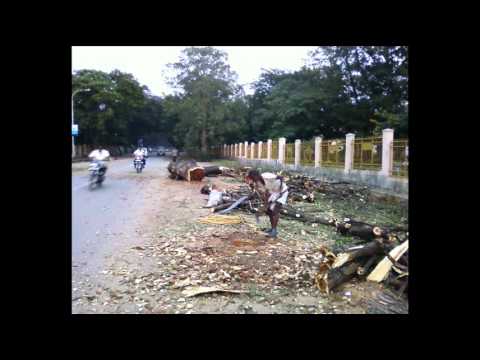 Trees being felled at Shamnur Road, Davangere - YouTube