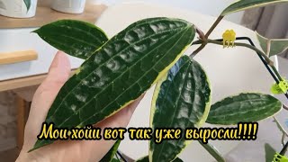 Какие же они красивые!!!         Хойя-замечательный цветок!!!