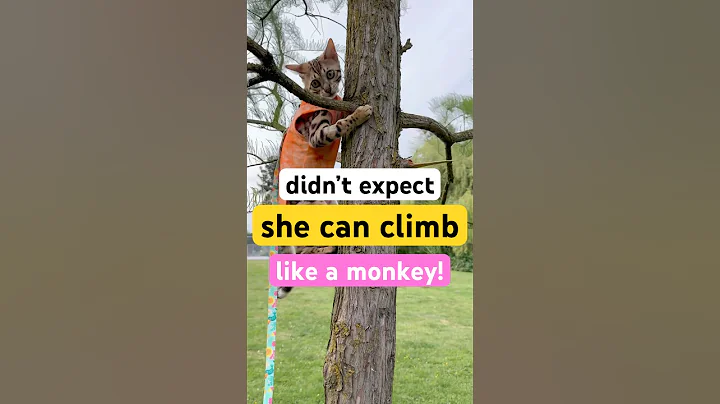 Watch the video about How high can my bengal cat climb? 😱😻#bengalkitty #bengalcat #bengalcatworld