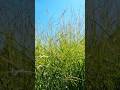 @Yarinka Panicum virgatum in windy weather #switchgrass #panicum #grass #shorts