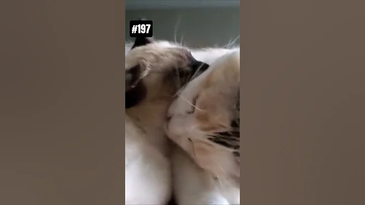 Video 11767301: post, cute cat