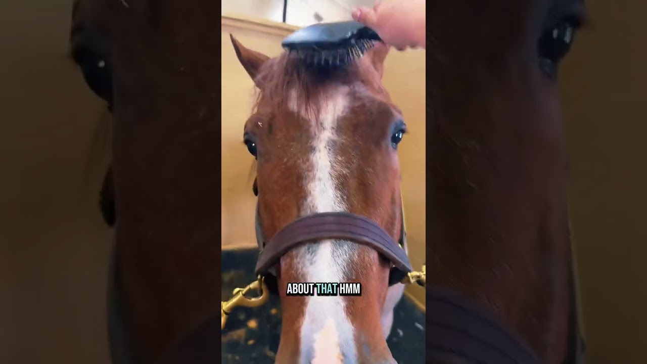 Grooming my stallion VS Code Red ( Waylon) — this never gets old.