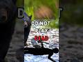 If You Encounter A Bear...