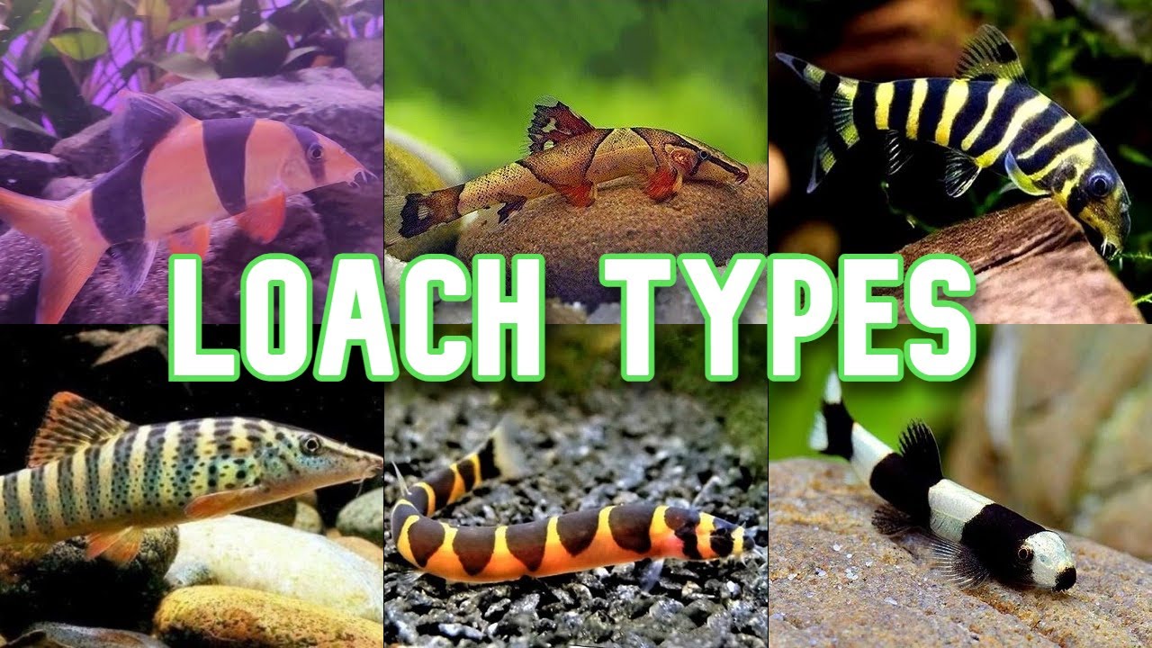 Loach Types | 27 Types To Know