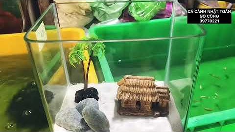 HỒ CÁ MINI ĐƠN GIẢN CHỈ 210K TẠI CÁ CẢNH NHẬT TOÀN GÒ CÔNG 0977022281