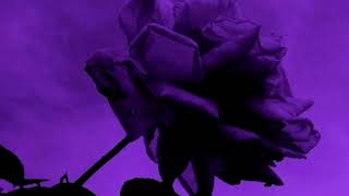 Lolo Zouaï - Desert Rose (Outro Loop)