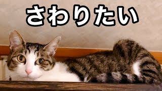 懐いてない元野良保護猫に どうしても触りたい飼い主