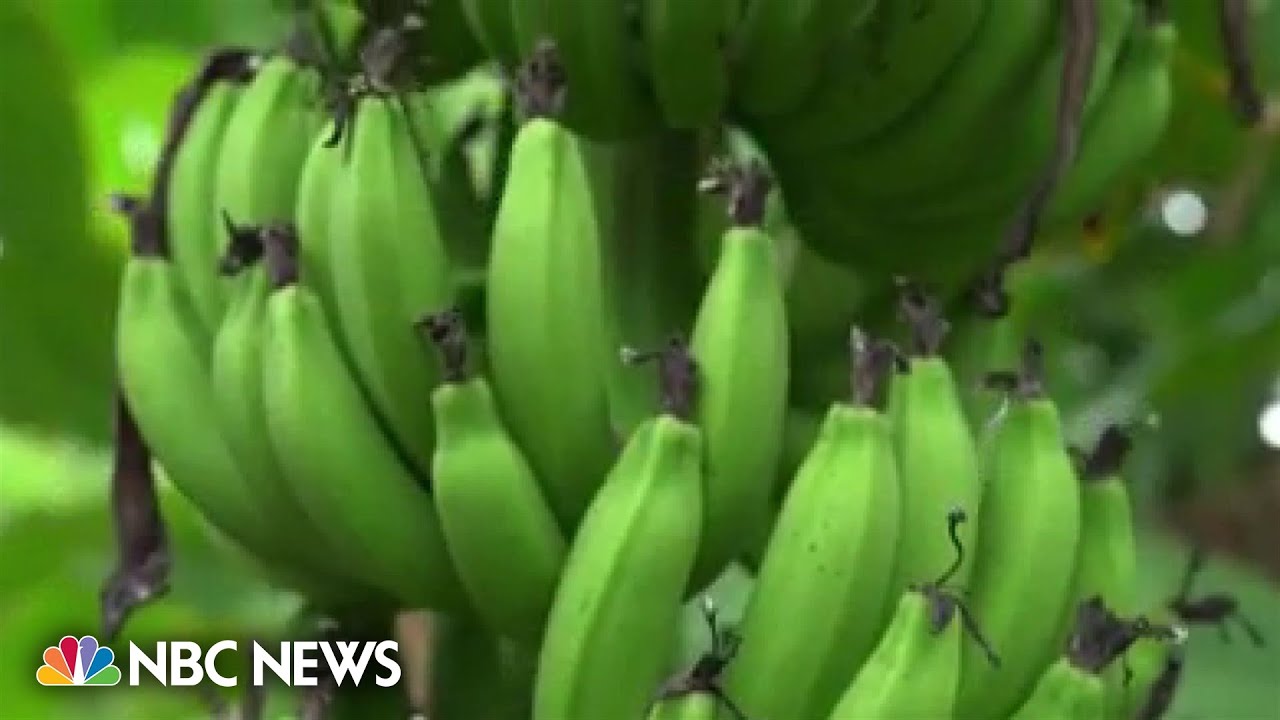 Climate tech start up aims to reduce banana waste through alternative leather