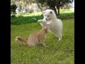 Funniest Animals (Vertical) 🐧 | Cringe pets