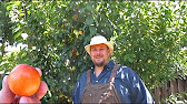 Backyard Dwarf Fruit Trees in Containers on May 14th 2015