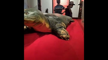 (02) Toàn cảnh CỤ RÙA nằm trong tủ trưng bày tại đền # NGỌC SƠN (#HỒ HOÀN KIẾM )#Shorts