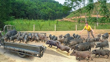 Selling A Herd Of 20 Piglets, Use 3-wheeled Truck Help Sister Transport Many Pigs Go To Market Sell