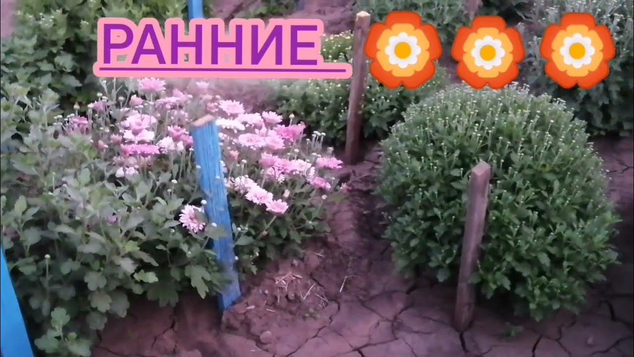 Ранние сорта хризантемы корейской - YouTube