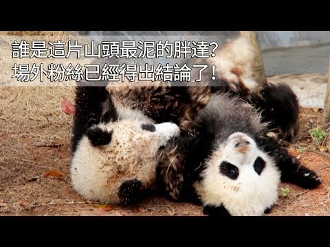 《熊貓早晚安》誰是這片山頭最泥的胖達？場外粉絲已經得出結論了！ | iPanda