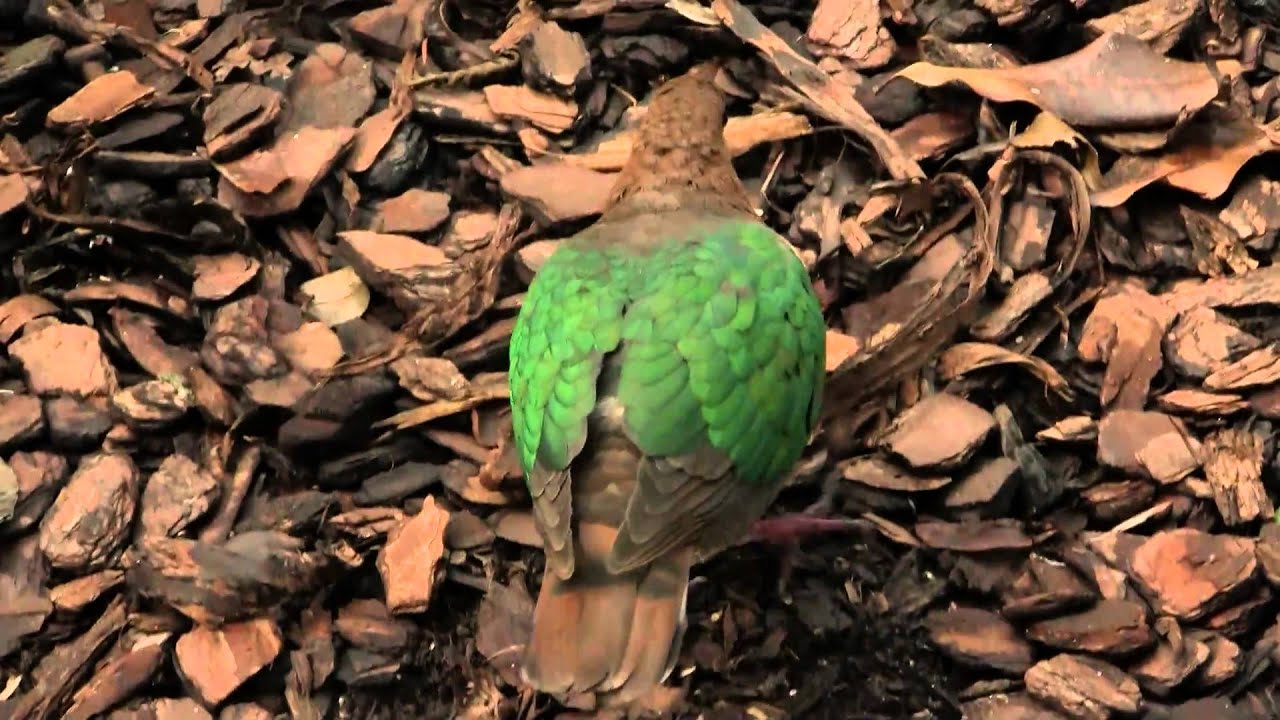Common Emerald Dove (Chalcophaps indica) / Grünflügeltaube [2]
