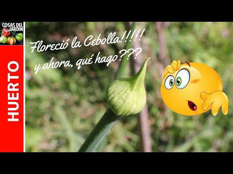 Video: ¿Las cebolletas tienen flores?