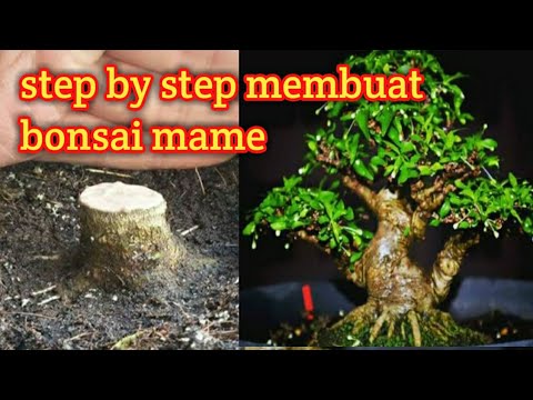 Cara Membuat Bonsai Mame Anting Putri - Youtube