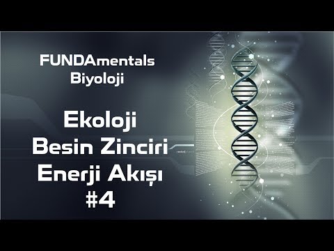 Ekoloji #4 Besin Zinciri Enerji Akışı