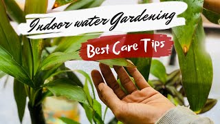 Indoor water plants/Indoor water plants care tips/indoor plants/how to care indoor plants