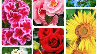 #Flowers name # Thirty two (32) flowers name#spring and summer flowers #