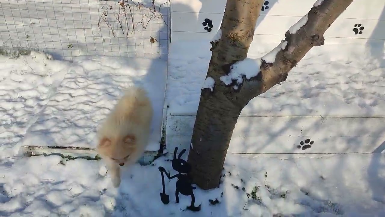 Морозная,белая прогулка 😬🐾 Продажа щеночков доставка по миру+79788972514