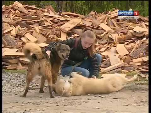 Муниципальный приют для бездомных животных откроют в Петрозаводске