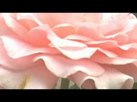 Abdurrahman Önül - Sarı Çiçek - Müziksiz İlahiler