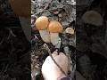 two twin mushrooms