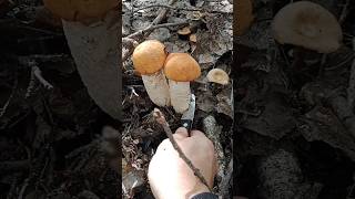 two twin mushrooms