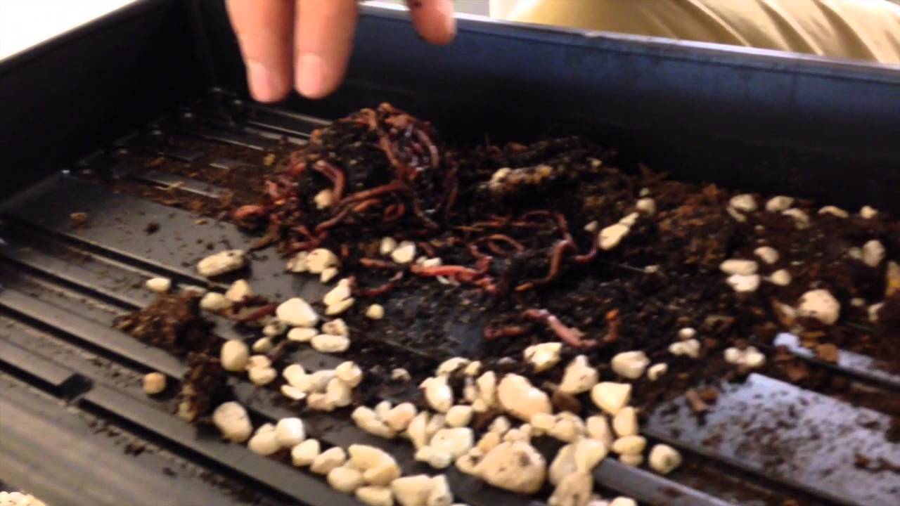 DIY Aquaponics "FarmTowerONE" Vermiculture YouTube