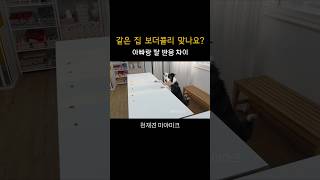 왜 혼자 난이도 최상이냐고 😂(강아지테스트)