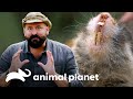 Toupeira feroz morde o Bradley Trevor | Pequenos Gigantes da Natureza | Animal Planet Brasil