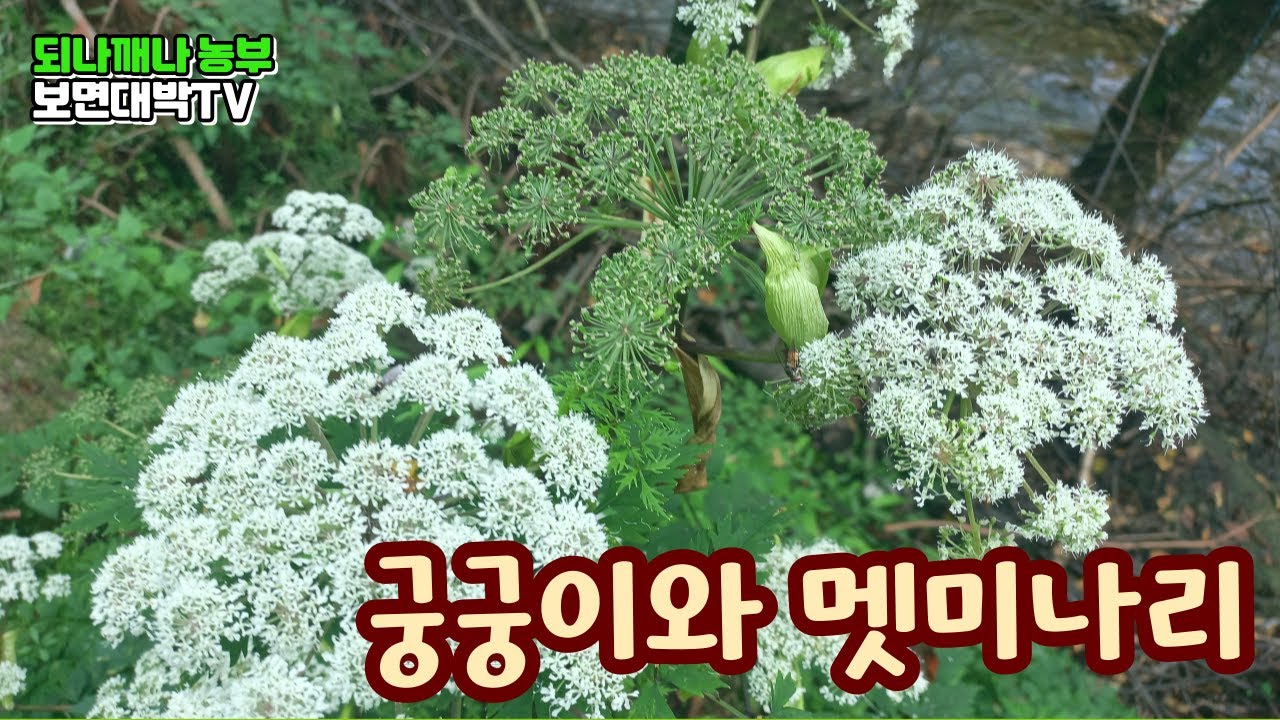 궁궁이와 멧미나리 - YouTube