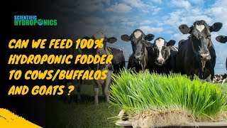 Can we feed 100% hydroponic fodder to cows/Buffalos and goats ? #hydroponicfodder #farming  #farming
