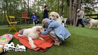 ブリーダーさんご訪問でとても嬉しかったルンルンとアランとベルです　Great Pyrenees　グレートピレニーズ
