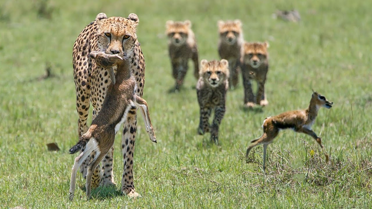 What a Perfect hunt for a mother to share with her cubs| Cheetah Hunt