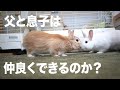 オレンジ色の父と、5ヶ月の白ウサギの息子！オス同士のうさぎの親子は仲良くできるのか？#112