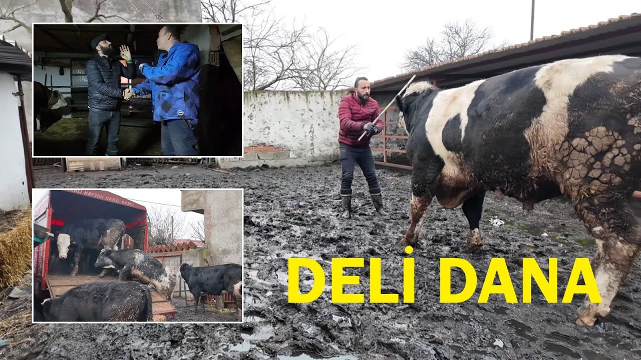 KURBANLIK PAZARLIĞI VE SATIŞLARI!14 ADET DÜVEYİ GÖKHAN ABİYE SATTIK!