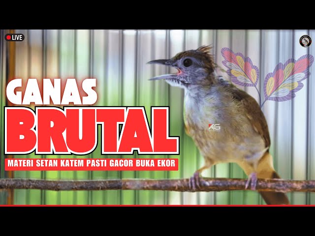 PANCINGAN / MASTERAN SUARA KAPAS TEMBAK GACOR DOR FULL NGEBREN NEMBAK KERAS DURASI PANJANG