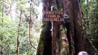 PASEO POR SENDERO LOS ROBLES EN COMPLEJO TURISTICO TRUCHAS SELVA MADRE