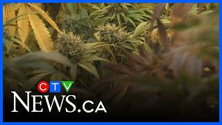 More raids at N.S. cannabis outlets