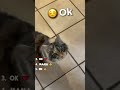 Cats Speaking Human Language 😱😱 ( pt.2) #shorts #funnyanimals
