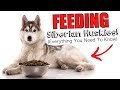 Feeding Siberian Huskies! (EVERYTHING YOU NEED TO KNOW)